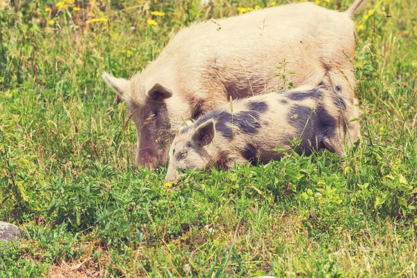 Yeşil çimenlerin üzerinde iki domuz — Stok fotoğraf