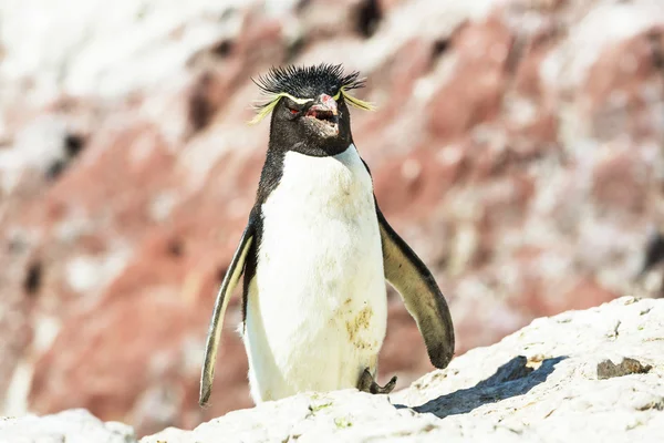 Рокхопперский пингвин в Аргентине — стоковое фото