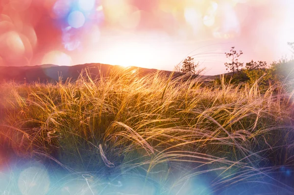 野草と日当たりの良い草原 — ストック写真
