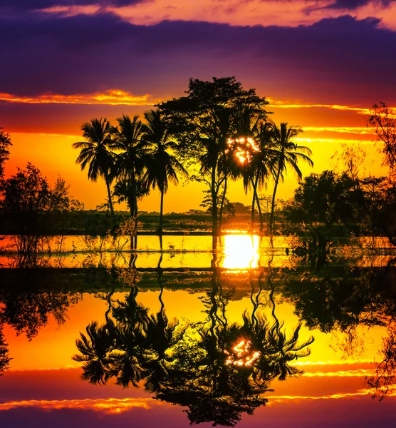 Flooded field in tropics — Stock Photo, Image