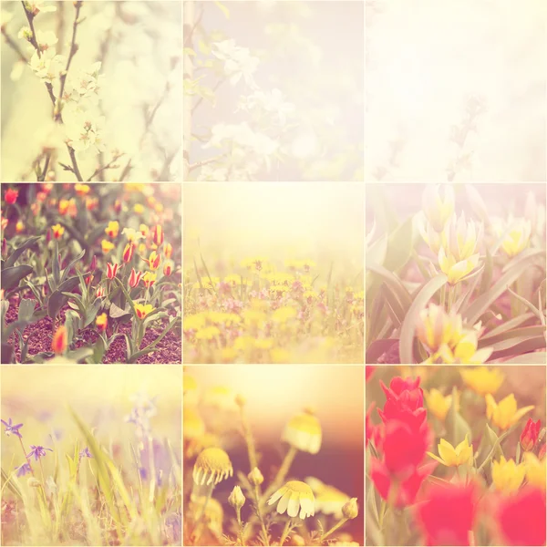Wiosenne kwiaty kolaż — Zdjęcie stockowe