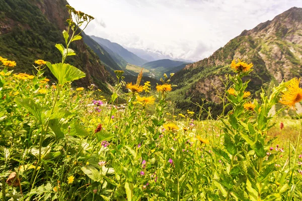 Góry łąka kwiaty — Zdjęcie stockowe