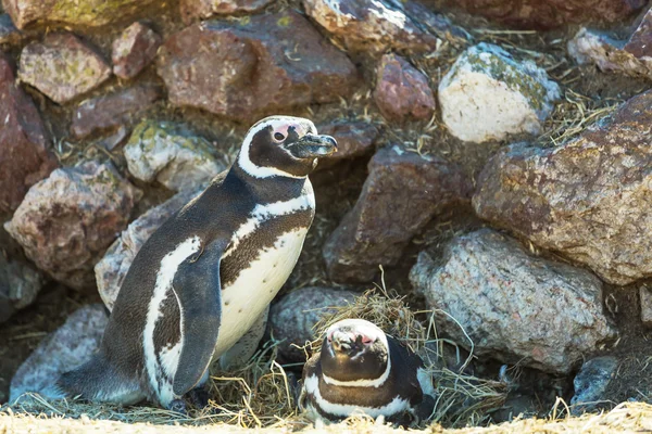 Magellanska pingviner i Patagonien — Stockfoto