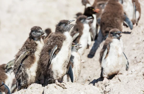 Rockhopper penguins in Argentina — Stock Photo, Image
