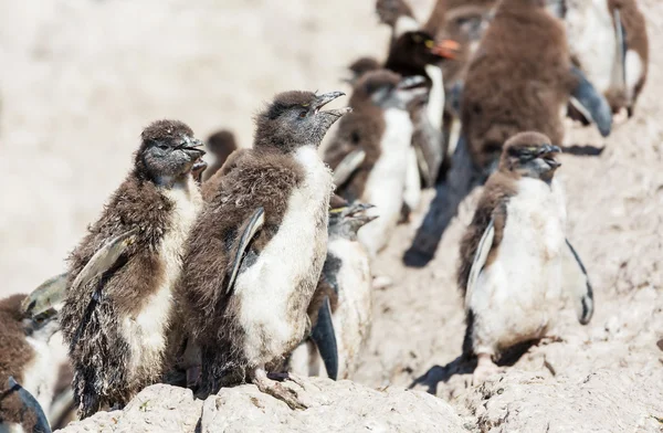 Rockhopper pingwiny w Argentynie — Zdjęcie stockowe