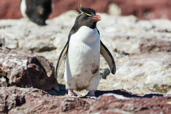 Rockhopper pingouin en l'Argentine — Photo