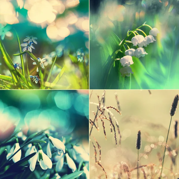 Collage von Frühlingsblumen — Stockfoto