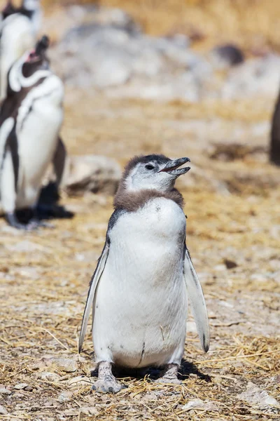 Tučňáků magellanských v Patagonii — Stock fotografie