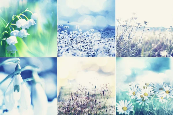 Spring flowers collage — Stock Photo, Image