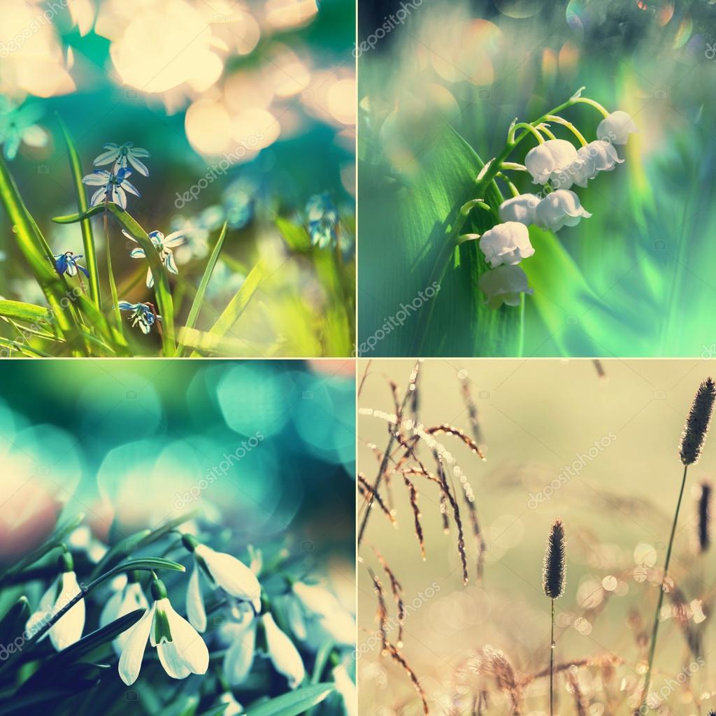 春の花のコラージュ ストック写真 C Kamchatka 春の花のコラージュ ストック写真 C Kamchatka