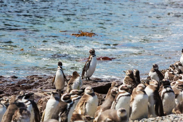 Pinguini magellanici in Patagonia — Foto Stock