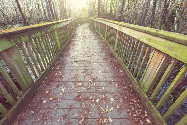 Passeio de madeira no pântano — Fotografia de Stock