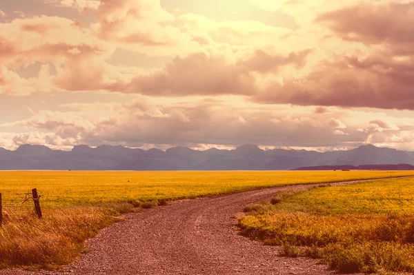 Дорога в поле с травой — стоковое фото