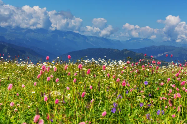 Bergen weiland met wilde bloemen — Stockfoto