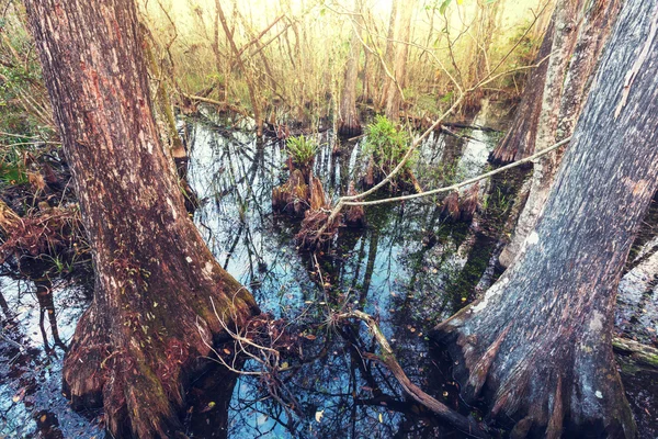 Sumpflandschaften von Florida — Stockfoto