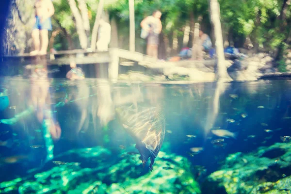 Vatten i Cenote, Mexiko — Stockfoto