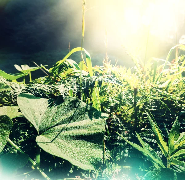 Green grass meadow — Stock Photo, Image