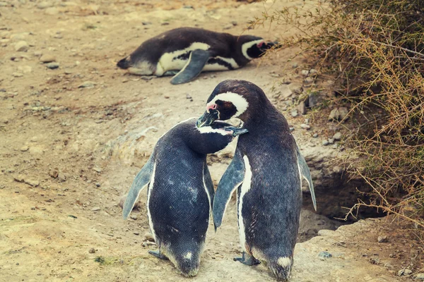 Magellanic Penguins in Patagonia — Stock Photo, Image