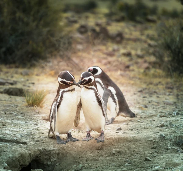 Pinguini magellanici in Patagonia — Foto Stock
