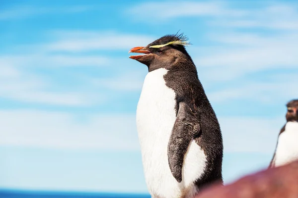 Rockhopper-Pinguin in Argentinien — Stockfoto