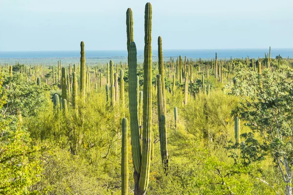 Cactus silvestres en México —  Fotos de Stock