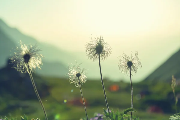Montañas prado flores — Foto de Stock