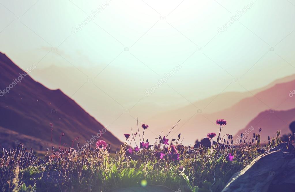 Mountains meadow flowers