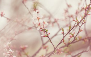 Kiraz çiçeği çiçek