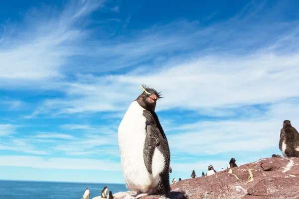 Rockhopper pingwiny w Argentynie — Zdjęcie stockowe