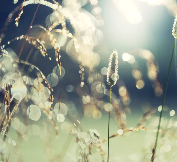 Słoneczna łąka z dzikich kwiatów — Zdjęcie stockowe