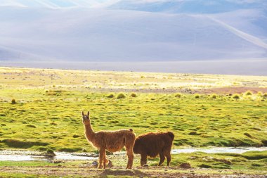 Arjantin iki Llamas