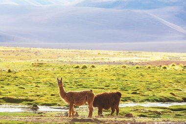Two Llamas in Argentina clipart