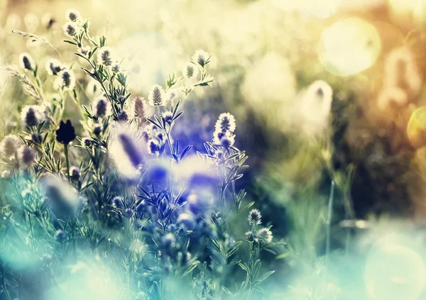 Mountain meadow flowers — Stock Photo, Image