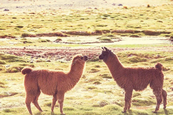 アルゼンチンの 2 つのラマ — ストック写真