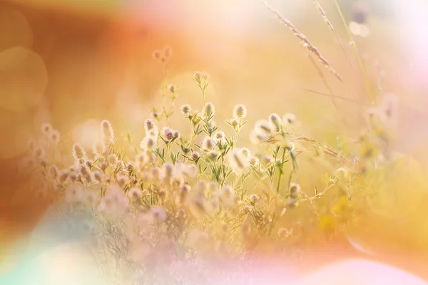 Napsütötte réten virágok — Stock Fotó