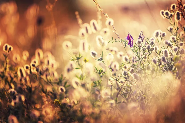 Zonnige weide bloemen — Stockfoto