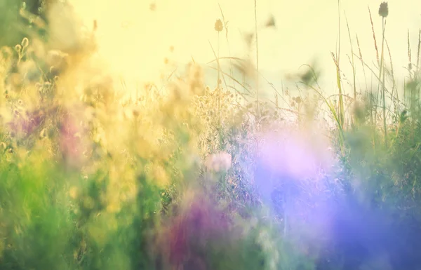 Mountain meadow flowers — Stock Image Mountain meadow flowers Royalty Free Stock Images