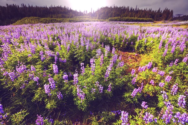 Bergwiese in alaska — Stockfoto