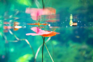 Meksika hipotermik su altında