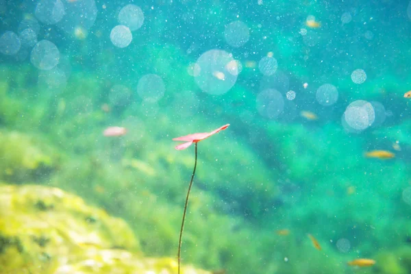 Mexicaanse cenote onderwater — Stockfoto