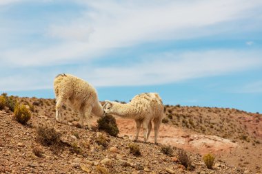 Llamas grup Arjantin