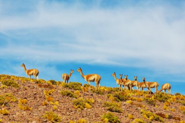 Guanaco Llamas in Patagonia clipart