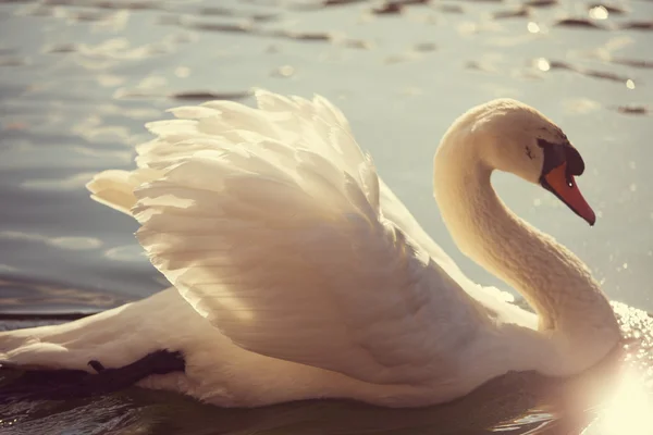 Cisne blanco en el agua — Foto de Stock