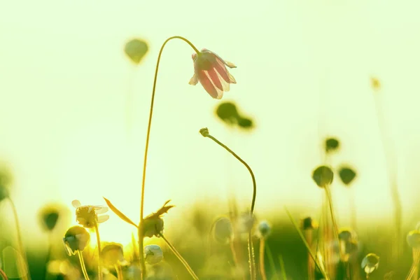 Pradera soleada con hierba — Foto de Stock