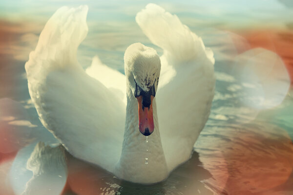 White Swan on water