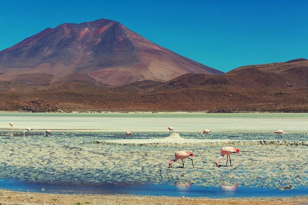 Flamencos en el lago en Bolivia — Foto de Stock