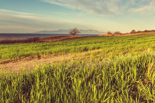 Campo agrícola na primavera — Fotografia de Stock