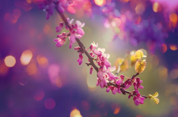 Rózsaszín tavaszi virág — Stock Fotó