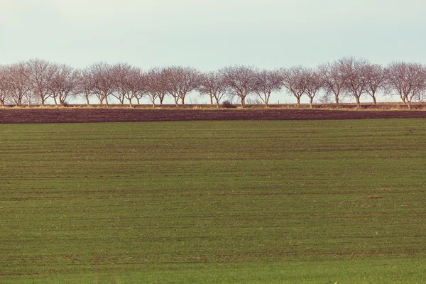 Campo agrícola en primavera —  Fotos de Stock