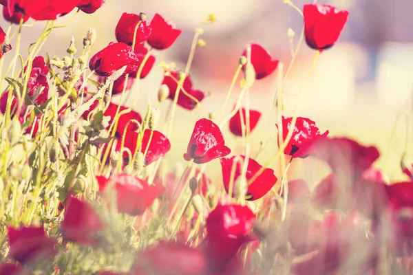 Fondo de flores de amapola — Foto de Stock